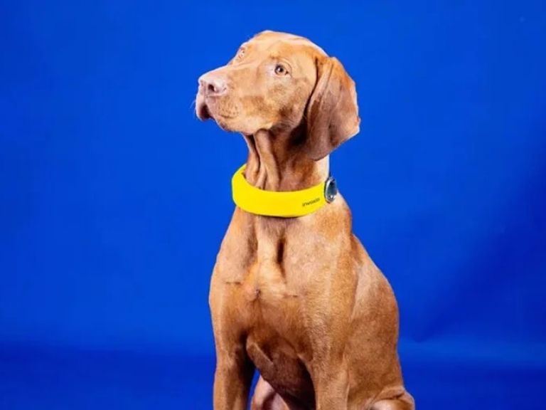 El collar inteligente para perros que rastrea la frecuencia respiratoria y cardiaca